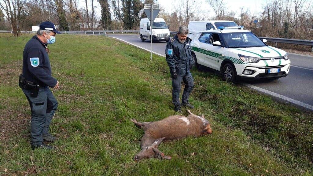 Attenzione ai cervi: nuova allerta nel Parco dei Mughetti cervo milano meda