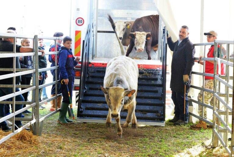 fiera bovini 768x515