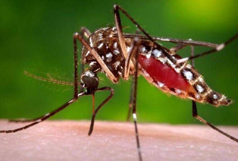 Caso di Dengue a Gerenzano, tre giorni di disinfestazione Dengue Garbagnate caso Bollate