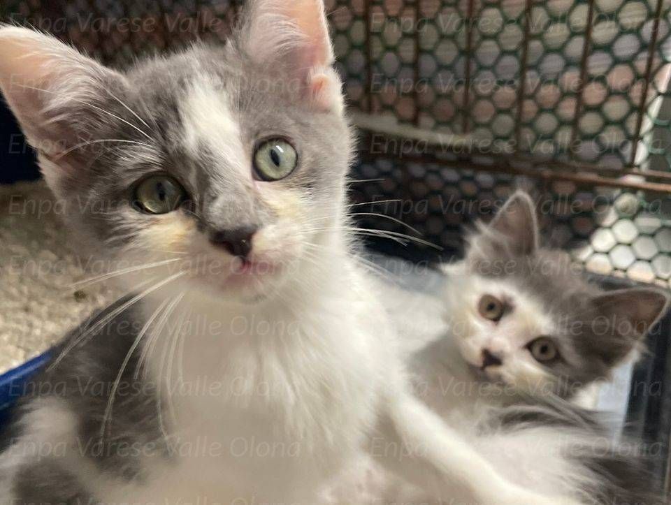 Caronno Pertusella, 5 gattini abbandonati al cimitero, appello Enpa per il cibo gattini caronno