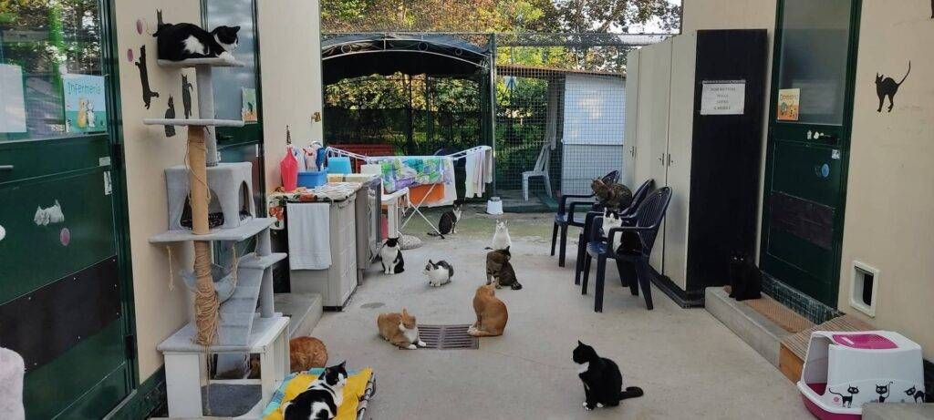 Garbagnate, l’appello urgente dal Gattile: “Aiutateci!” Garbagnate appello urgente Gattile