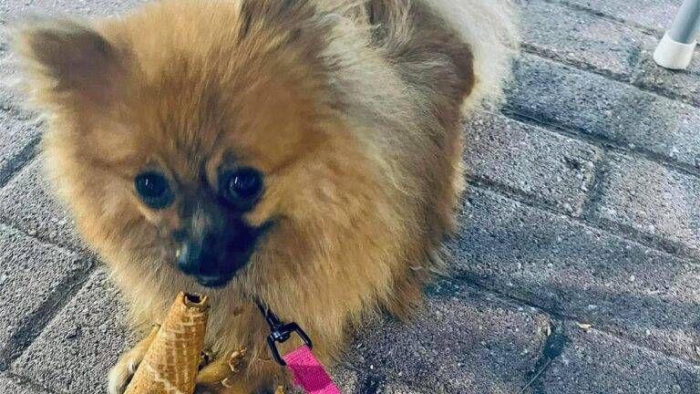 Cagnolina scomparsa da Paderno, i proprietari: “Ricompensa di 2mila euro a chi la trova” cagnolina scomparsa da paderno 768x432
