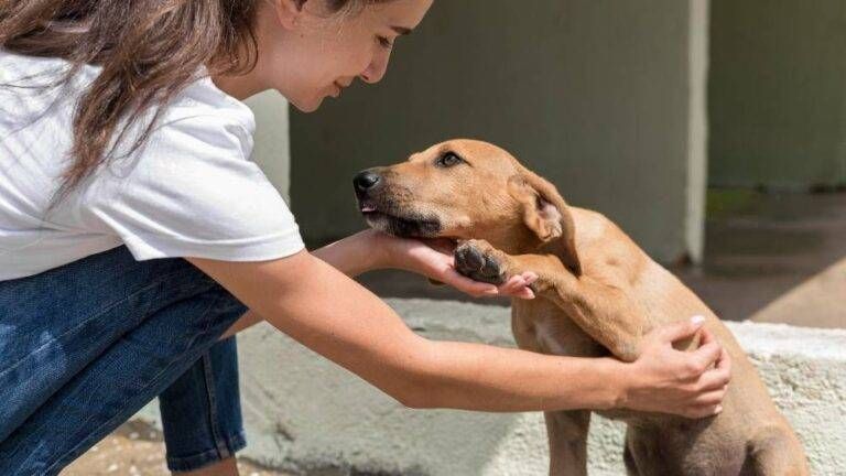 Canili e gattili, incontro con l’Enpa Valle Olona a Caronno Pertusella canile volontari Enpa