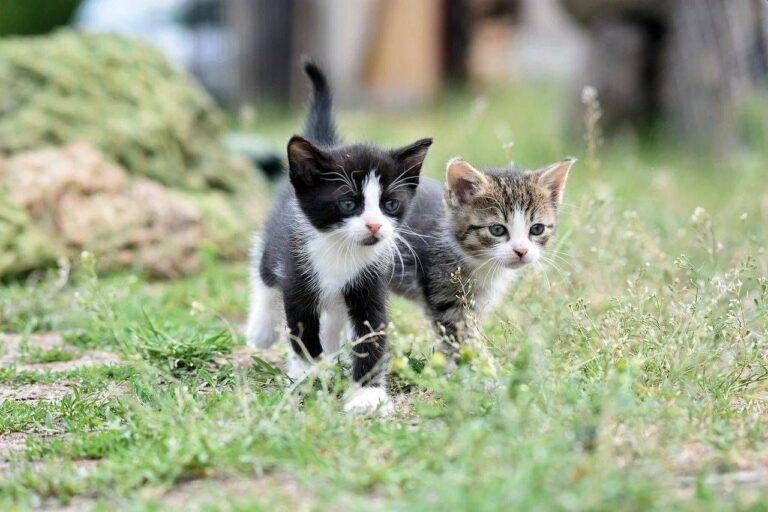 Bollatese gatti scomparsi allarme