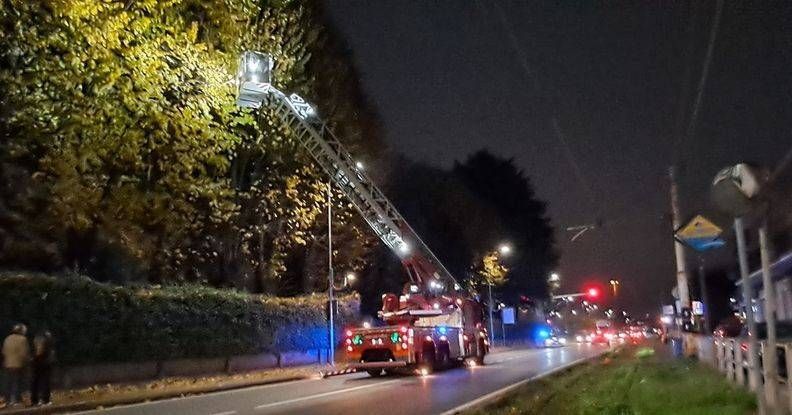 Gatto su un albero, Comasina bloccata a Cormano gatto comasina cromano