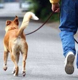 Cormano, donna sfugge col suo cane dall’attacco di un pitbull Cormano sfugge attacco pitbull