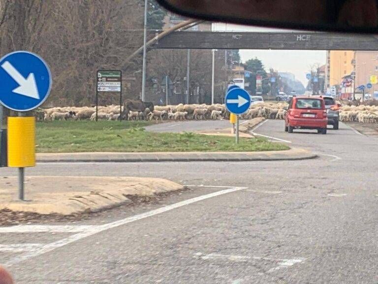 Pecore sulla Varesina a Garbagnate, torna la transumanza davanti all’Esselunga IMG 20250101 WA0029 768x576