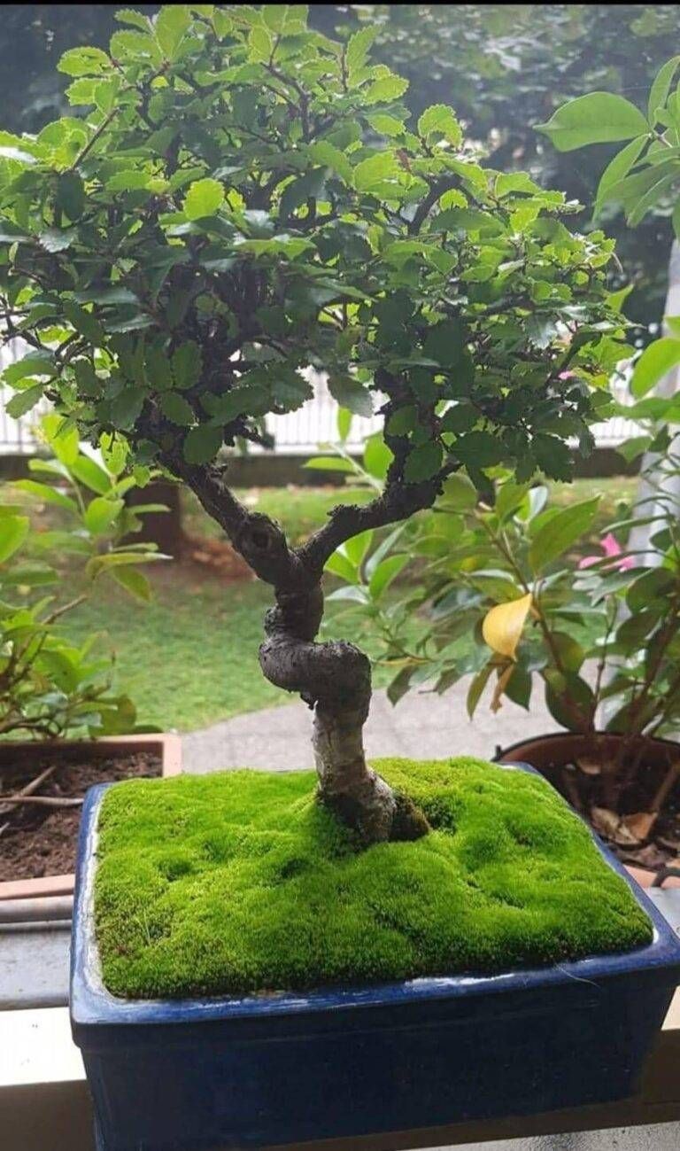 Il bonsai rubato a Caronno 768x1299