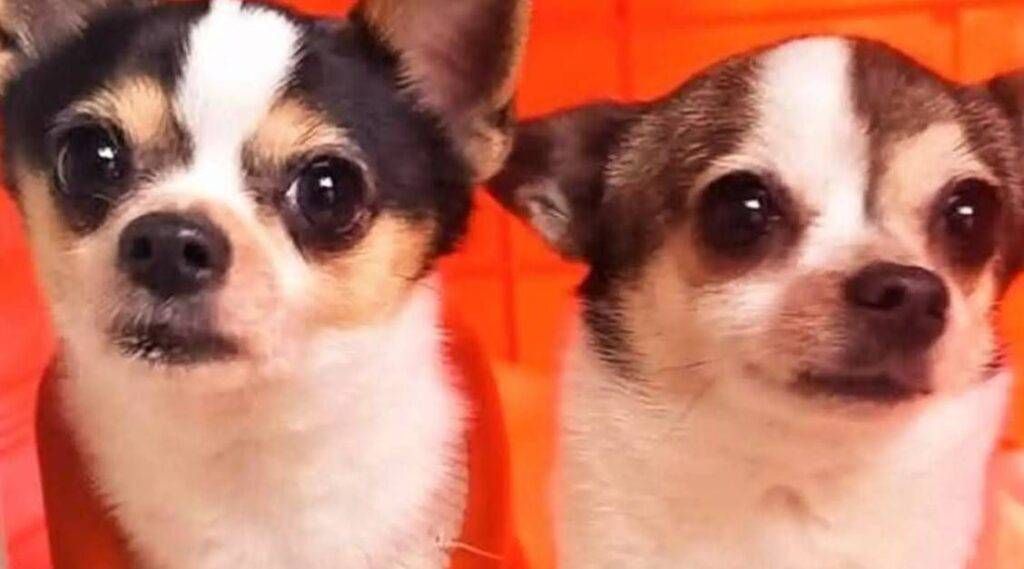 Origgio, trovano casa i due cagnolini maltrattati cagnolini 1024x569