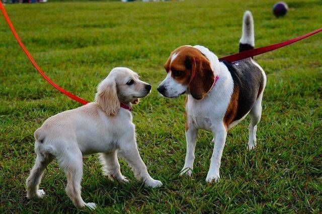 Garbagnate, pericolo droga nel Parco delle Groane anche per i cani droga Parco Groane cani