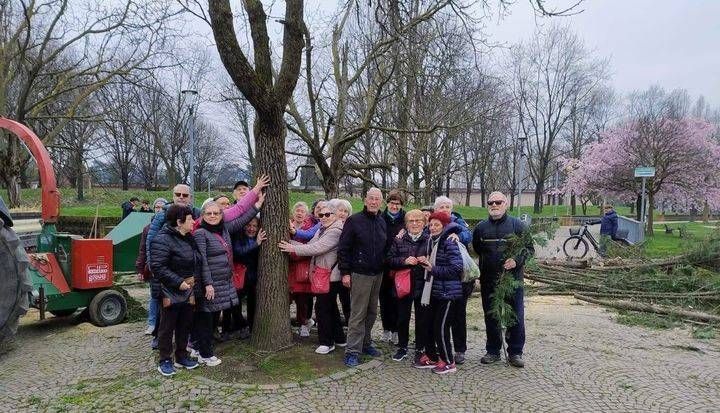Bollate, alberi rimossi nel parco, le spiegazioni del Comune Bollate taglio alberi protesta