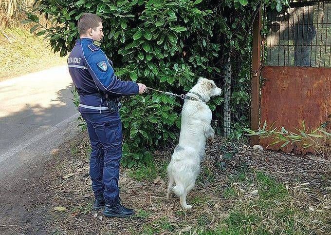 Bollate, operazione recupero per un cane smarrito Bollate operazione recupero cane