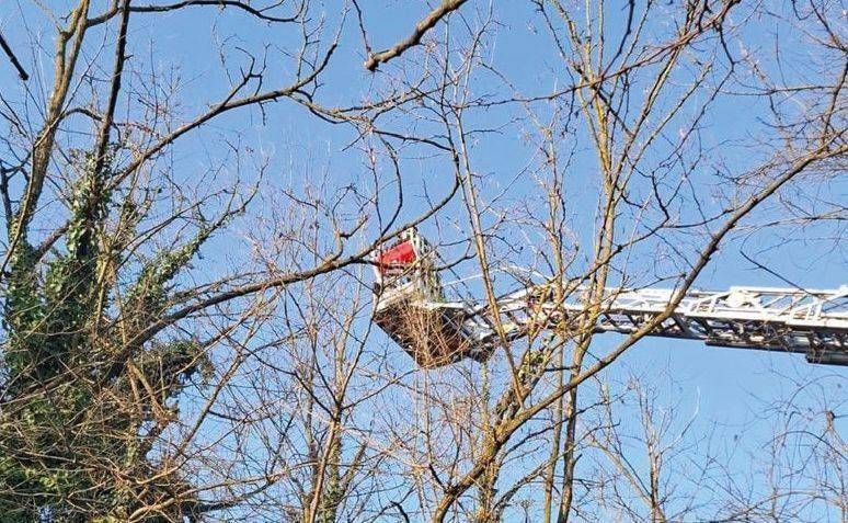 Gatto su un traliccio, vigili del fuoco alla centrale elettrica di Cislago Bollate pompieri autoscala gattino