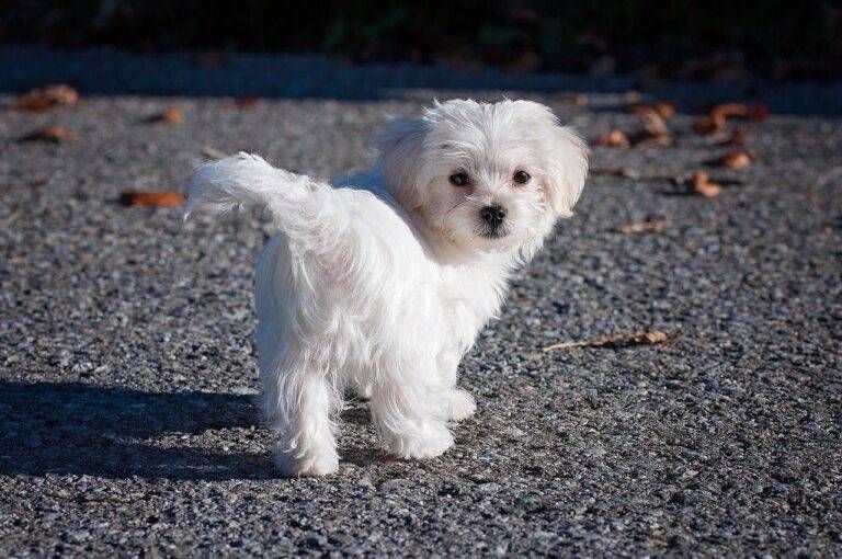 Novate, Cagnolino incastrato nello scarico della vasca di casa: salvato dai pompieri Novate cagnolino incastrato pompieri