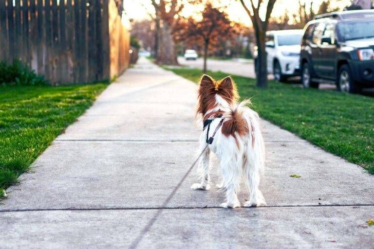 Novate, un altro cane aggredito da un suo simile senza guinzaglio Novate cane aggredito guinzaglio