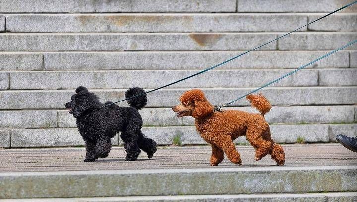 Quali sono i difetti del barboncino e i pregi di questo splendido cane da compagnia Barboncino cane compagnia