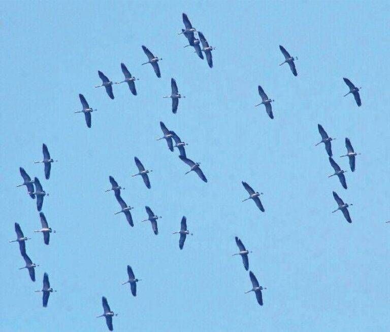 Uno stormo di gru nei cieli di Bollate stormo gru cieli Bollate