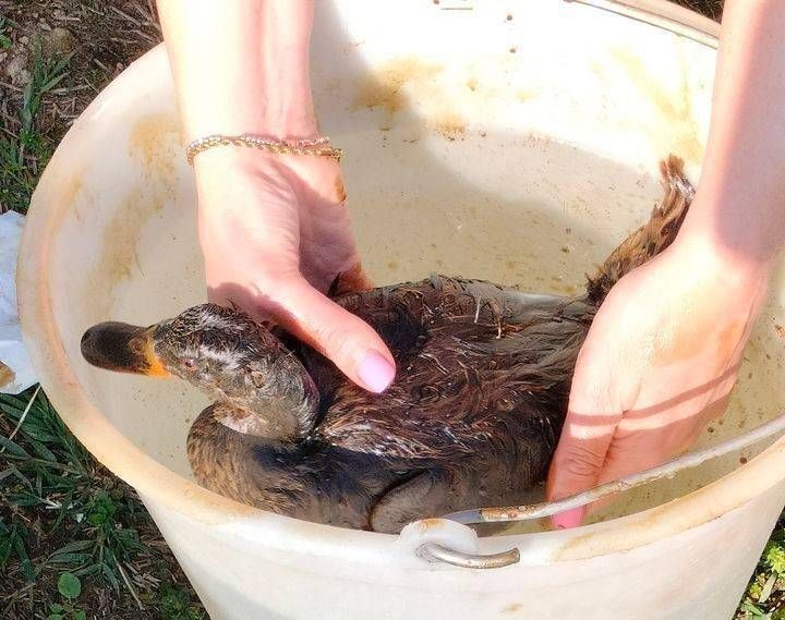 Sversamento nel Lura, Enpa cerca volontari: “Salviamo gli animali” Enpa Saronno Lura