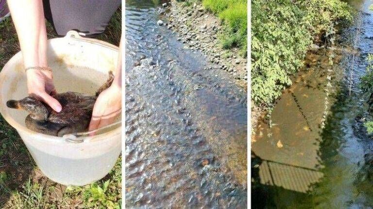 Scarico inquinante nel Lura, danni ingenti, caccia ai responsabili Lura inquinato scarico
