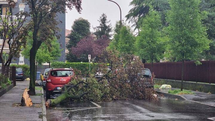 Alberi caduti per il vento, strade bloccate a Bollate e Paderno Dugnano Paderno Dugnano albero caduto