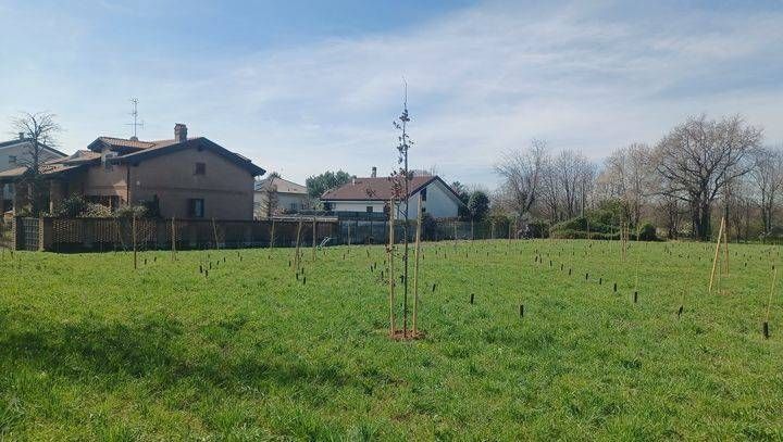 Piantalali, la riforestazione di Fnm e Trenord anche a Saronno e Caronno Pertusella piantalali trenord piantumazione
