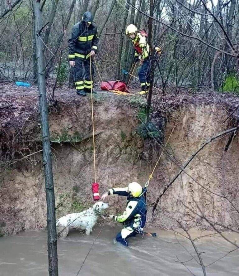 Cusano, cane cade nel Seveso: recuperato dai sommozzatori dei vigili del fuoco cane recuperato vigili del fuoco