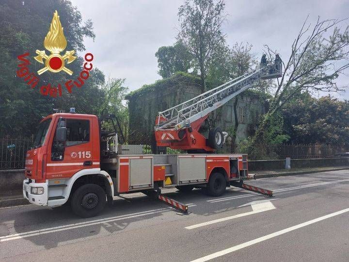 Rovellasca, i Vigili del fuoco rimuovono albero pericolante Rovellasca vigili del fuoco pianta pericolante