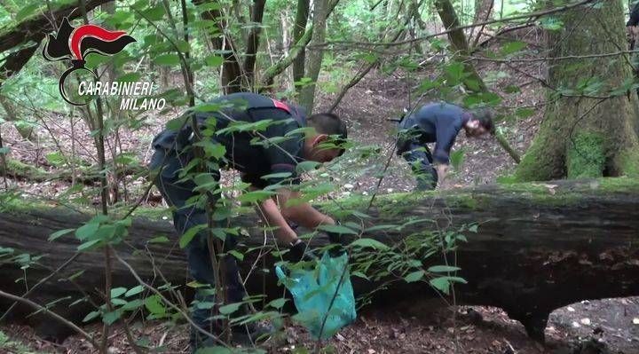 Droga nel Parco delle Groane: arrestati quattro spacciatori tra Cesate, Limbiate e Desio droga parco groane spacciiaori