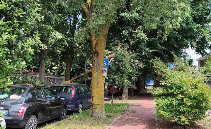 Garbagnate, grosso ramo precipita in strada, traffico bloccato Albero Garbagnate