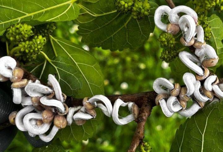 “Vermicelli bianchi” sugli alberi: Takahashia Japonica, il Comune di Bollate spiega cosa fare takahashia japonica