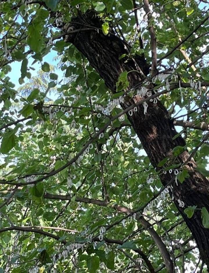 Origgio: alberi infestati dalla cocciniglia, appello al Comune malattia albero