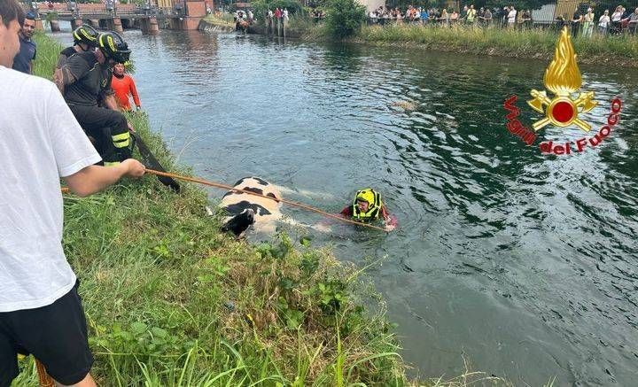 Concluso il recupero delle mucche nel Villoresi, alcune sono morte trascinate dalla corrente | VIDEO mucche villoresi