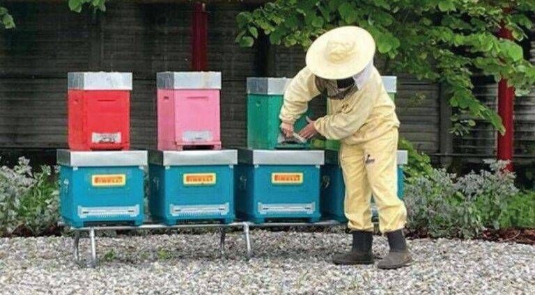 Bollate, la Pirelli alleva le api per la biodiversità Bollate Pirelli alleva api