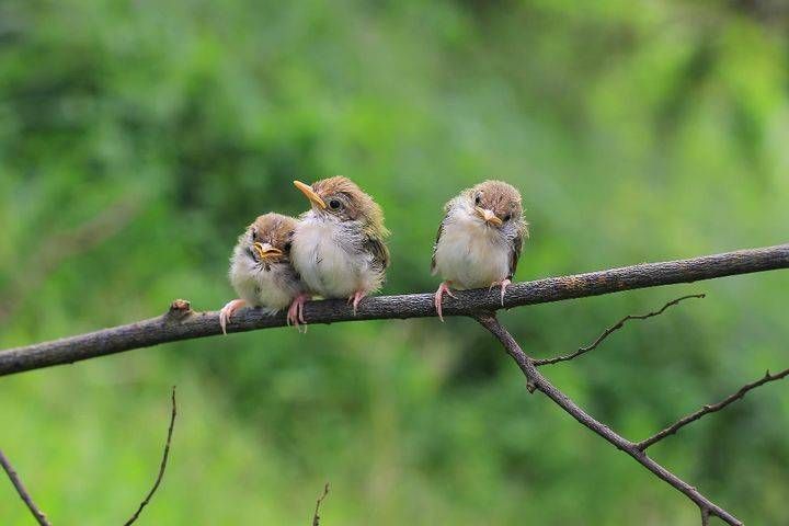 Il canto degli uccelli canto uccelli