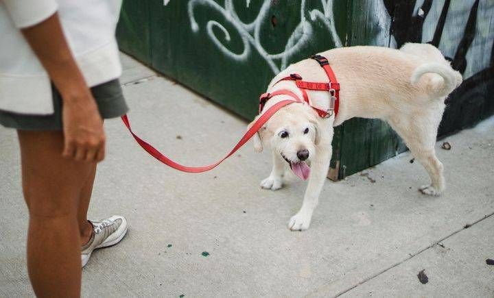 Deiezioni di cani su strade e marciapiedi, a Ceriano Laghetto sono i bambini a “sgridare” i padroni Cani deiezioni marciapiedi Ceriano Laghetto