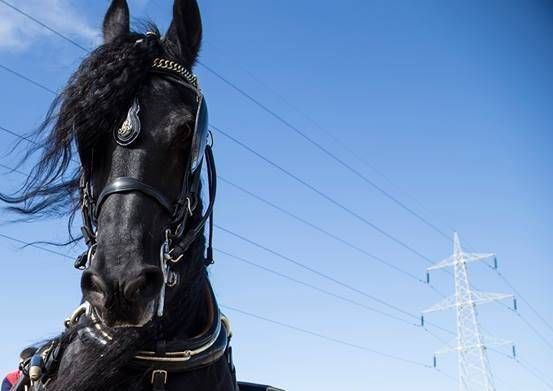 Uboldo, Garbagnate: spunta una moto e cade dal cavallo, ferito 60enne fiera cavalli