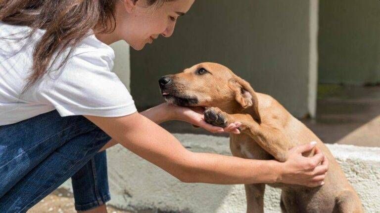 Arese Comune cani dipendenti