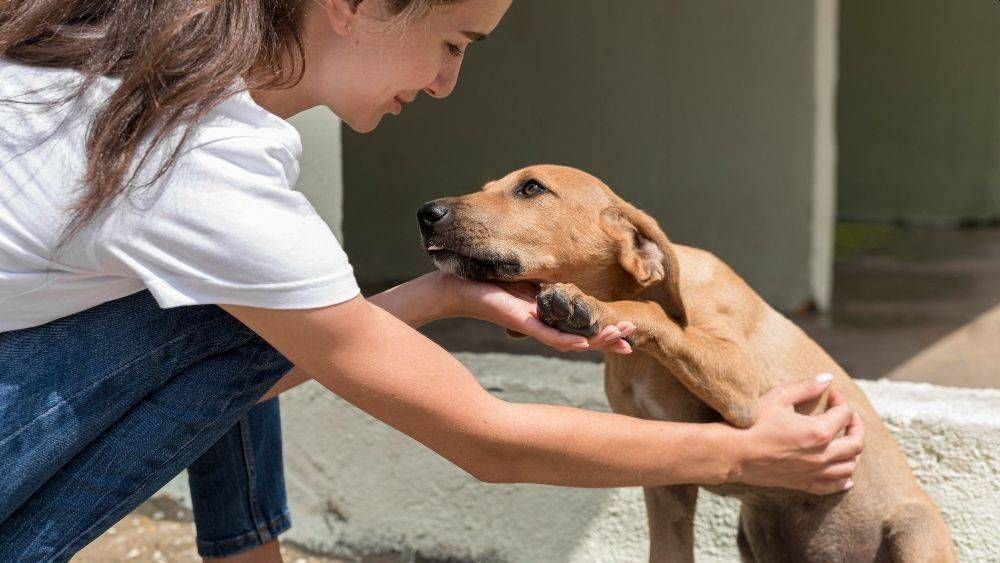 Arese, il Comune “apre” ai cani dei dipendenti Arese Comune cani dipendenti