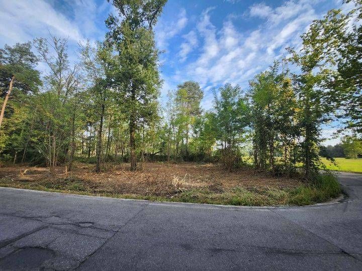 Il Wwf contro la pulizia del sottobosco nel Parco delle Groane: e la biodiversità? groane sottobosco wwf