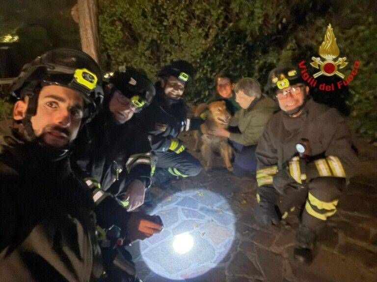 Cane incastrato in una siepe, liberato dai Vigili del fuoco cane siepe vigili del fuoco