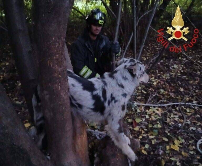 Cane incastrato in una pianta nel bosco, lo liberano i Vigili del fuoco cane incastrato villa guardia
