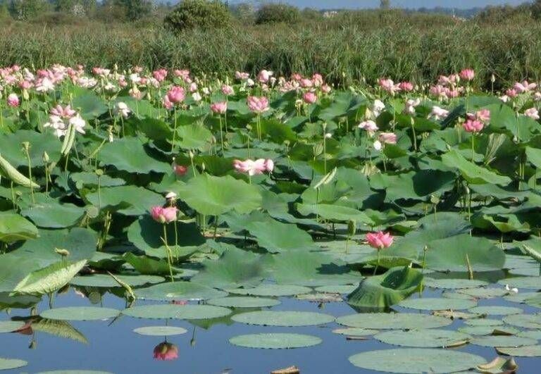 Il Parco delle Groane dichiara guerra ai fiori di loto, ecco perchè fiori di loto groane