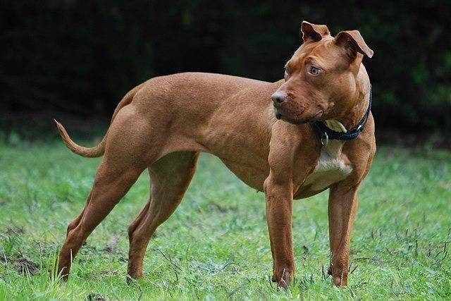 Gerenzano, ventenne azzannata da un pitbull senza guinzaglio pitbull Gerenzano azzanna ventenne