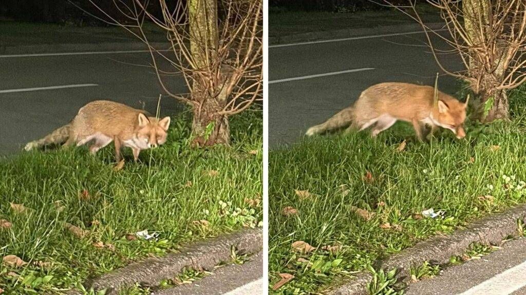 Paderno, volpe si aggira per le strade di notte: le foto diventano virali volpe paderno dugnano 1024x576