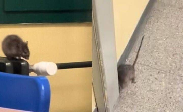 Topi nelle aule a Cinisello Balsamo, video virale e protesta social Cinisello topi aula