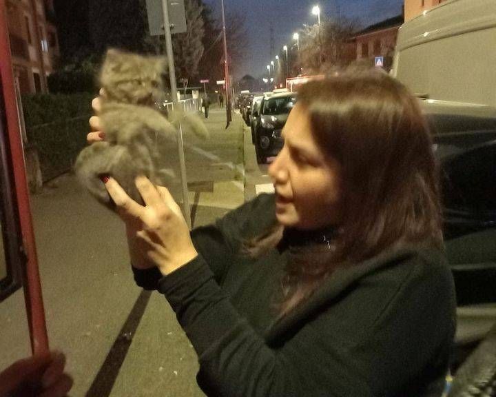 Gattino intrappolato a Bollate: i pompieri desistono, ma non le donne… gattino Bollate