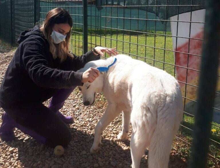 Uboldo, rifugio per cani in emergenza: “Le scatolette sono finite” canile 2 768x585
