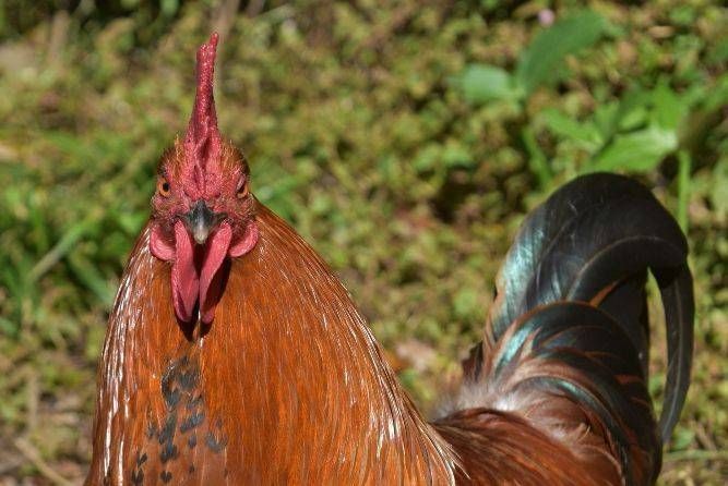 Il gallo imbecille gallo