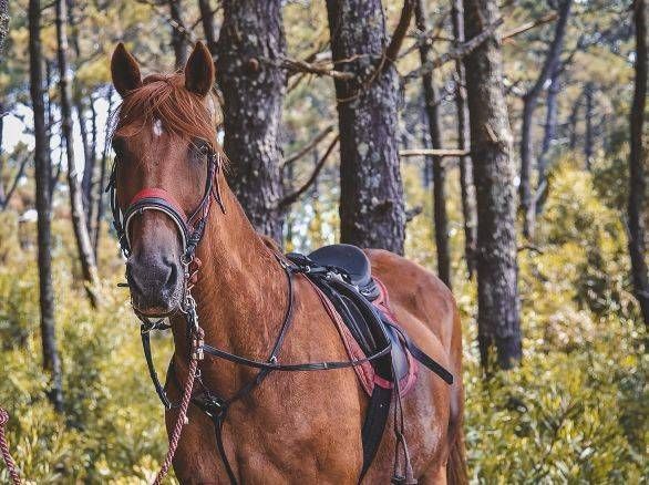 Cavallo imbizzarrito nel Parco delle Groane: paura tra Limbiate, Solaro e Cesate, ma l’allarme rientra presto cavallo Groane