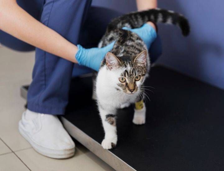 Arriva il “Corso di primo soccorso per gatti”: aperte le iscrizioni Gatto Soccorso